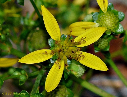 {Silphium compositum}